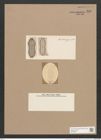 Navicula archeriana O'Meara (de-Toni-Nr.: Genus 1, Species 217) Zeichnungen Sammlung Grunow Nr. 538 (NHMW-BOT-W0366887)